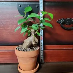 dreammama様 リクエスト 2点 まとめ商品