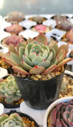 selfish様 リクエスト 3点 まとめ商品