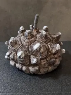 COPIAPOA MONSTER 黒王丸菊紋 日本限定版ver 羅本製所 - メルカリ