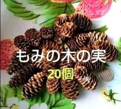 ❤️もみ　木の実 　20個 松ぼっくり　❤️匿名発送