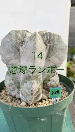 2026年最新】恩塚ランポー玉の人気アイテム - メルカリ