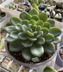 ミックスベリア 雲の花 おらいさん 札なし 4.5cm鉢 抜き苗発送 - メルカリ