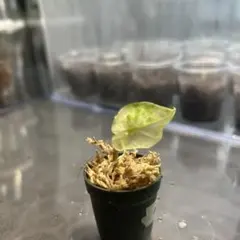 Anthurium Miss Freckles✖️RVDP（斑入り) - メルカリ