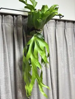 Mt.lewis × bifrcatum' Hybrid ビカクシダ 大株 - メルカリ