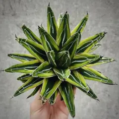 2025年最新】アガベ 氷山の人気アイテム - メルカリ