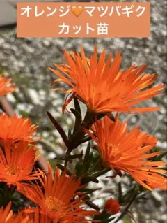 ゆみっち様 リクエスト 2点 まとめ商品