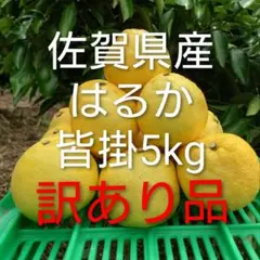 はるか　みかん　柑橘類　佐賀県産　5kg　訳あり品のサムネイル
