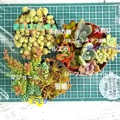 2026年最新】プリンセスパール 多肉植物の人気アイテム - メルカリ