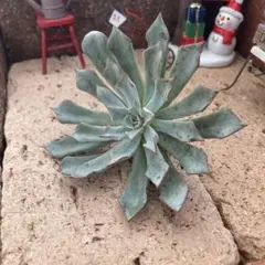 まあ様 リクエスト 3点 まとめ商品