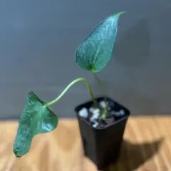 2025年最新】レアアンスリウムの人気アイテム - メルカリ