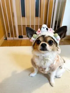 【小型犬&猫　ぬいぐるみ用】桜　シマエナガ　三色団子 お花見帽子