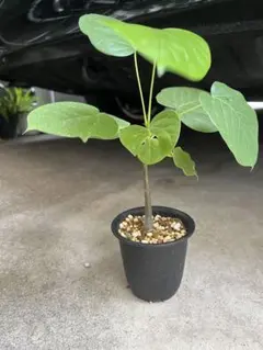 【最終値下げ】　ボンバックス まんまる型 プセウド ボンバックス 033 Pseudobombax ellipticum