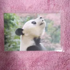 2026年最新】シャンシャン ポストカードブックの人気アイテム - メルカリ