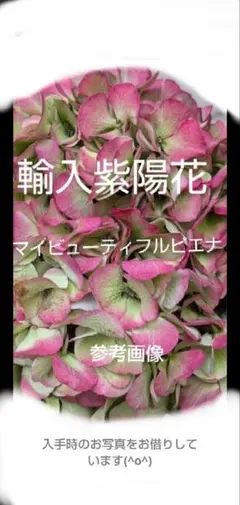 49 輸入あじさい苗 匿名 ネコポス発送 - メルカリ