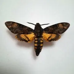 蝶標本 蝶類標本 蛾標本 メンガタスズメ ジャワ島 - メルカリ