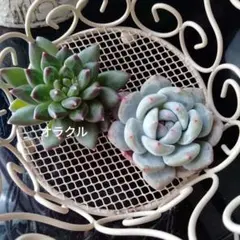 多肉植物♡.:*カット苗ꕤ*.♡