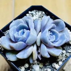 ブルーサプライズ 抜き苗 ランダム1苗(容器直径8cm) - メルカリ
