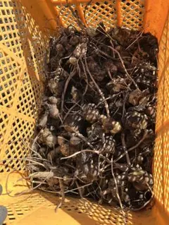 ハルちゃん様 リクエスト 2点 まとめ商品