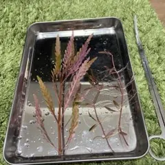 dice様 リクエスト 2点 まとめ商品