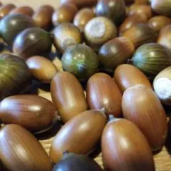 どんぐり　150個　工作　木の実　どんぐり