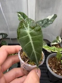 2026年最新】アロカシア 観葉植物の人気アイテム - メルカリ