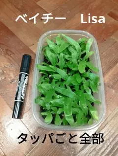 コモレビアーバンリバー胞子培養株 タッパごと全部 - メルカリ