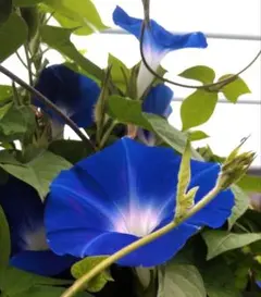 Kiyoka様 リクエスト 2点 まとめ商品