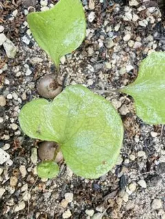 Mihama Plants Base様 リクエスト 2点 まとめ商品