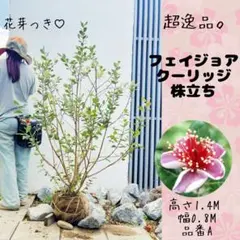 o*r様 79☘️タグ付☘️超レア☘️⭐️BELCHERI⭐PINK ICE系⭐ - メルカリ