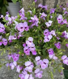 スーパートレニア2年生苗☆カタリーナ☆ラムレーズン開花苗一苗☆9