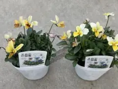 2026年最新】ビオラ 苗 セットの人気アイテム - メルカリ