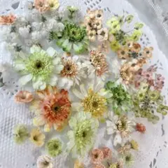 ハンドメイド 花材 ドライフラワー マトリカリア mixカラー 50輪＋α ②