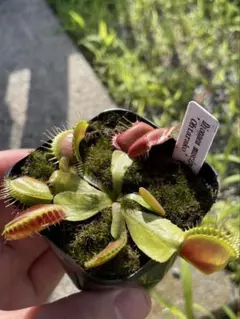 ハエトリソウ オオタラコ 食虫植物 - メルカリ