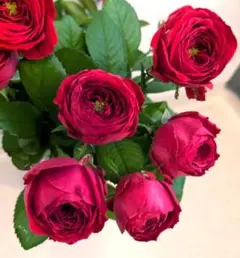 Natsuki's G様 リクエスト 2点 まとめ商品