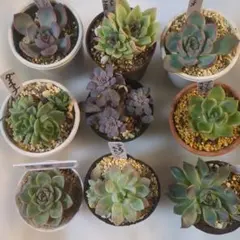 2025年最新】抜き苗の人気アイテム - メルカリ