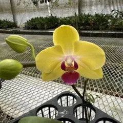 Oh.Merry様 リクエスト 2点 まとめ商品