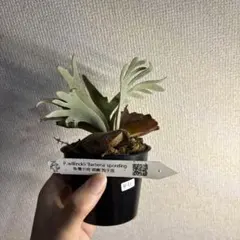 ビカクシダ　ウィリンキー　バクテリア　スポアのサムネイル