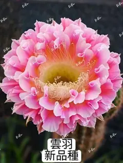 90-鳳翎 超希少 新品種花サボテン エキノプシス属 花10−12cm - メルカリ