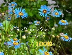 キングフィッシャーデージーの種100粒のサムネイル