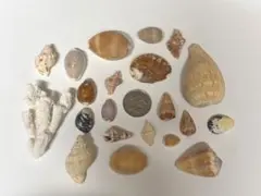 【最終値下げ中】貝殻セット ハンドメイド素材 貝標本
