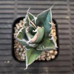 2026年最新】チタノタ sadの人気アイテム - メルカリ