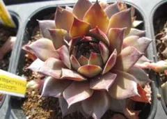 2026年最新】sempervivumの人気アイテム - メルカリ