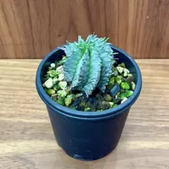 2025年最新】白肌ホリダの人気アイテム - メルカリ