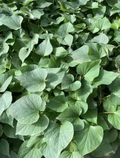 さつまいも 紅はるか 苗 12本 茨城県産 サツマイモ 家庭菜園 値下げ