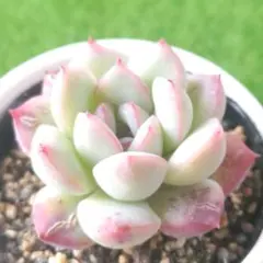 syuu様 リクエスト 5点 まとめ商品