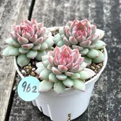 ち〜ちゃん様 リクエスト 4点 まとめ商品