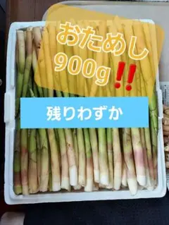 今年も大好評！6月2日発送予定！北海道産 山菜 たけの 姫竹 根曲がり竹