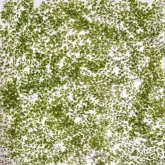 Item thumbnail for item eeb0ca4c-dcc1-4505-bd67-4ac379cf1179