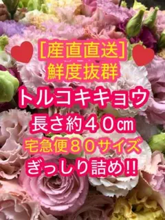 ［む］8/9発送 80サイズ トルコキキョウ No.8【生産直送】トルコキキョウ 切花 80サイズぎっしり詰め♪長さ約40