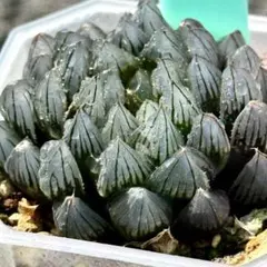 お*ん様 ブラックオブツーサ　超美株　ハオルチア　観葉植物　A14